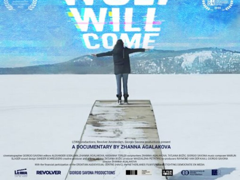 A little gray wolf will come-DOP